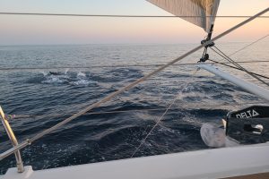 underway, Privilege 510, catamaran for sale