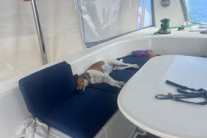 deck, Voyage 440, catamaran for sale